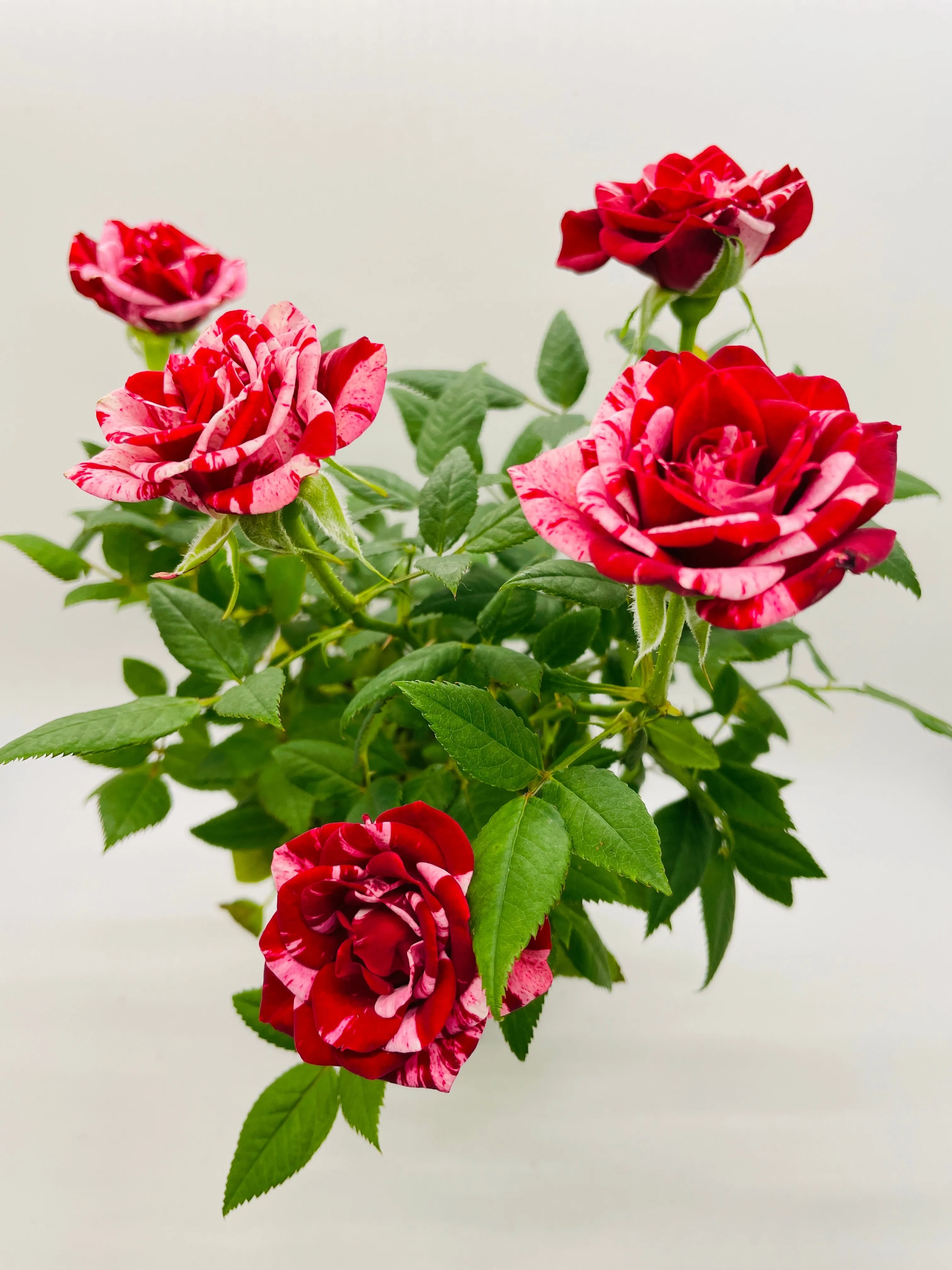 Bumble Plants Variegated Hybrid Miniature Tea Rose Flowers