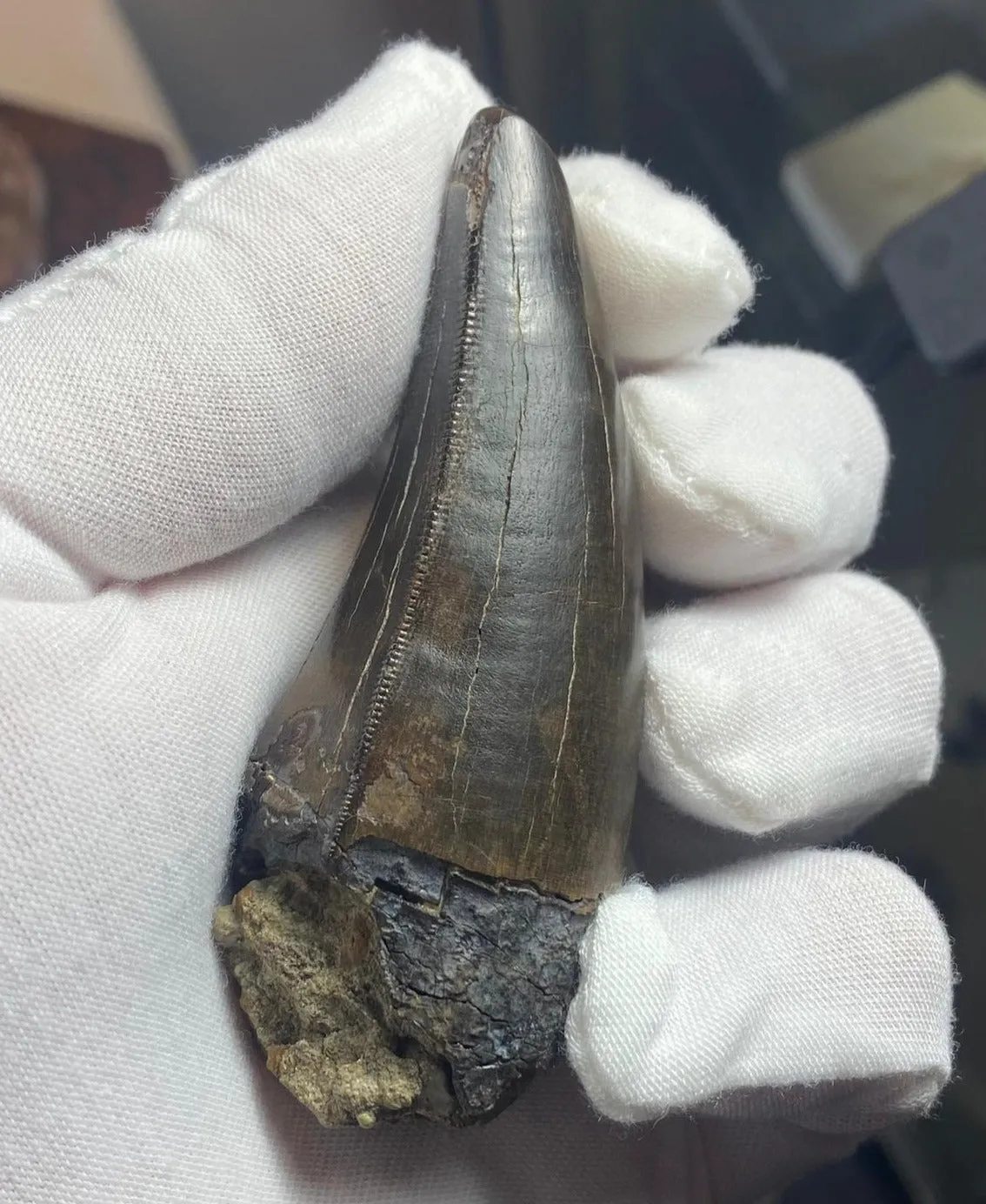 Fine Tyrannosaurus rex Tooth - 3.35 inches