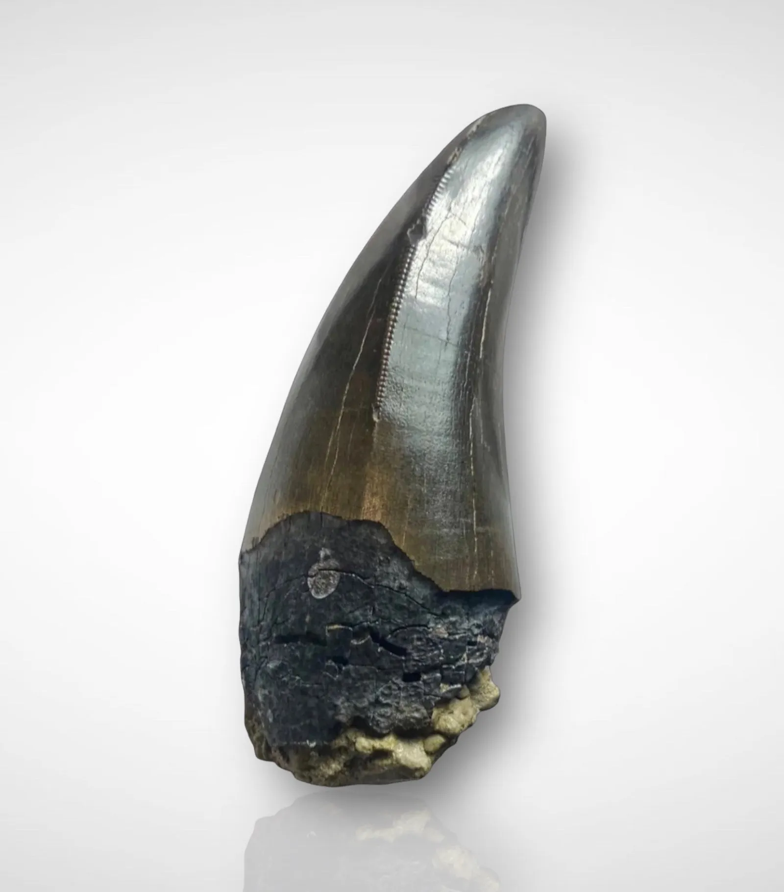 Fine Tyrannosaurus rex Tooth - 3.35 inches