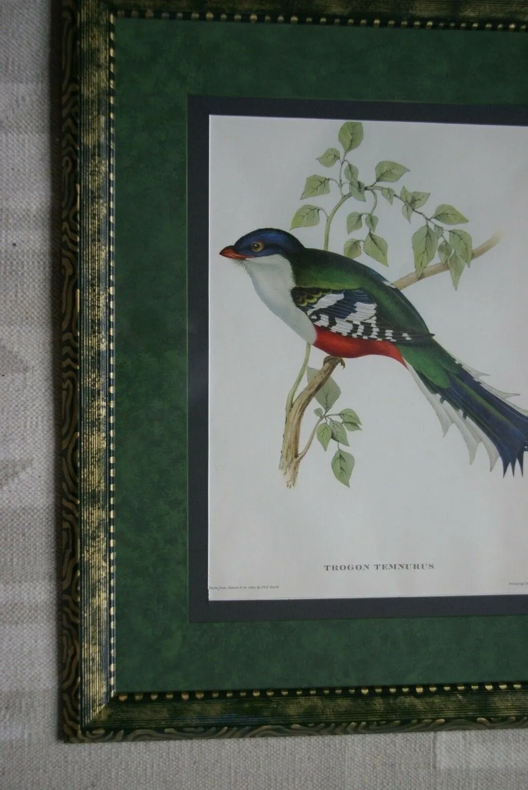 UNIQUE 23"X18.5" 1955 GOULD TROGON TEMNUTUS BIRD FOLIO LITHOGRAPH FRAMED IN SIGNED ARTIST HAND PAINTED FRAME WITH 2 MATS, 1 MAT ALSO HAND PAINTED TO ENHANCE THE ART DFPN83